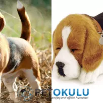 Pet Okulu Profesyonel Köpek Eğitimi ve Köpek Oteli