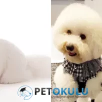Pet Okulu Profesyonel Köpek Eğitimi ve Köpek Oteli