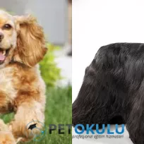 Pet Okulu Profesyonel Köpek Eğitimi ve Köpek Oteli