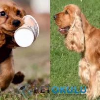 Pet Okulu Profesyonel Köpek Eğitimi ve Köpek Oteli