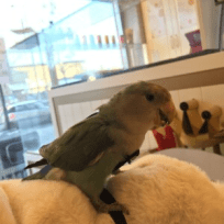 Spike Pet Center