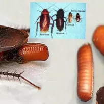 SONPEST HAŞERE İLAÇLAMA VE DEZENFEKSİYON HİZMETLERİ