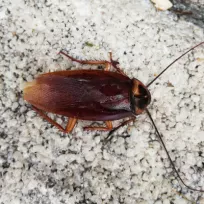 SONPEST HAŞERE İLAÇLAMA VE DEZENFEKSİYON HİZMETLERİ