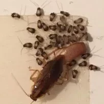 SONPEST HAŞERE İLAÇLAMA VE DEZENFEKSİYON HİZMETLERİ