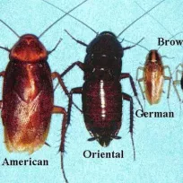 SONPEST HAŞERE İLAÇLAMA VE DEZENFEKSİYON HİZMETLERİ