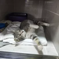 VetLand Veteriner Kliniği