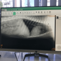 VetLand Veteriner Kliniği