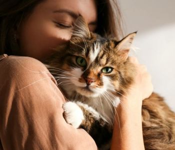 Kedi Bakımına Dair Her Şey