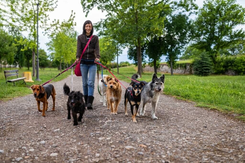 Peki Kimdir Bu Köpek Gezdiricisi?