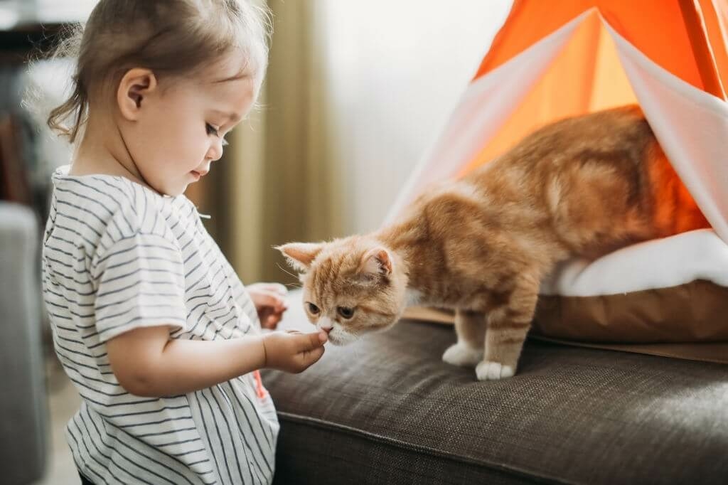 Evimizdeki Sıcak Dostumuz Kediler 