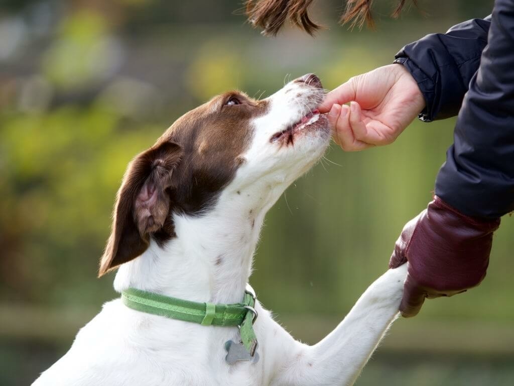 Köpek İtaat Eğitimleri